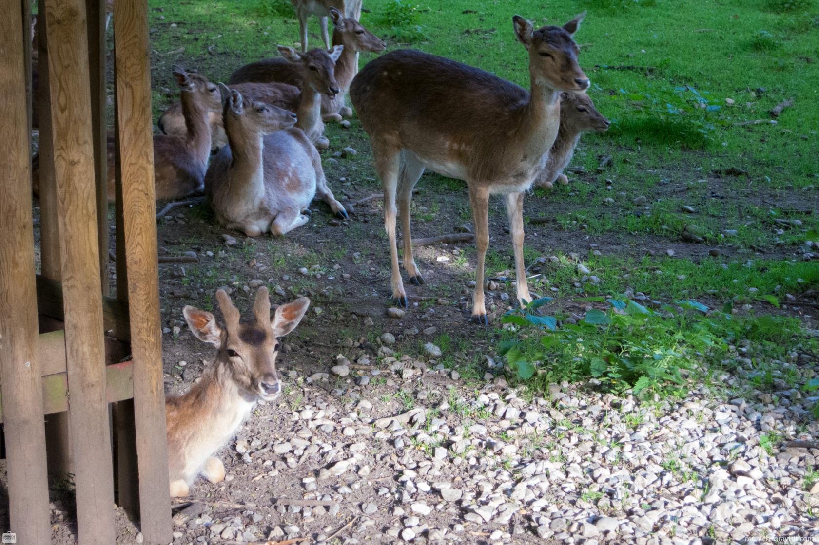 Hirschgarten Munchen Alle Infos Auf Einen Blick