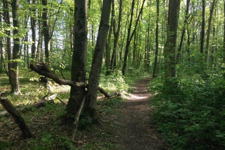 Wunderschöne Wald-Trails